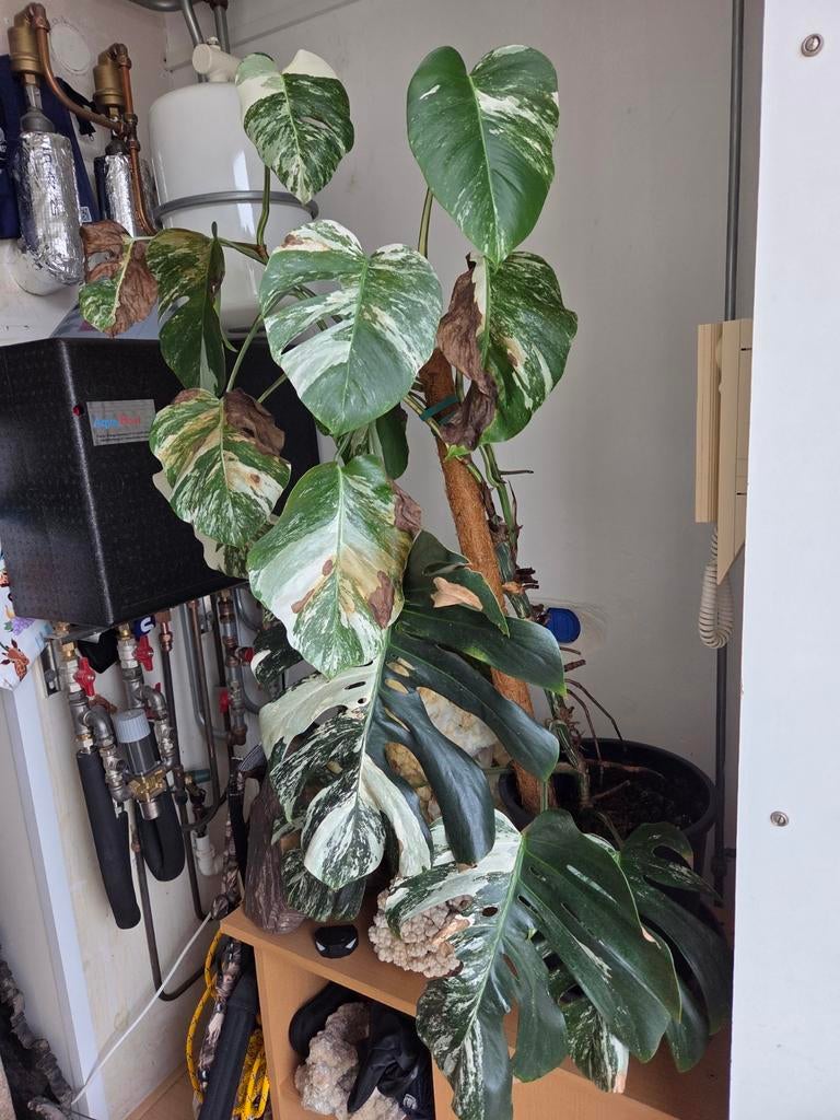 Grote monstera albo variegata, Ophalen, Halfschaduw, 100 tot 150 cm