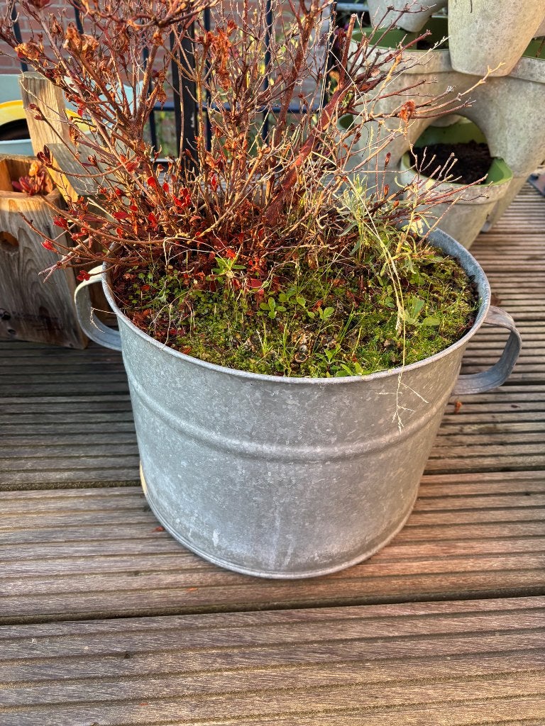Gratis bak met plant, Tuin en Terras, Ophalen, Vaste plant, Overige soorten, Volle zon