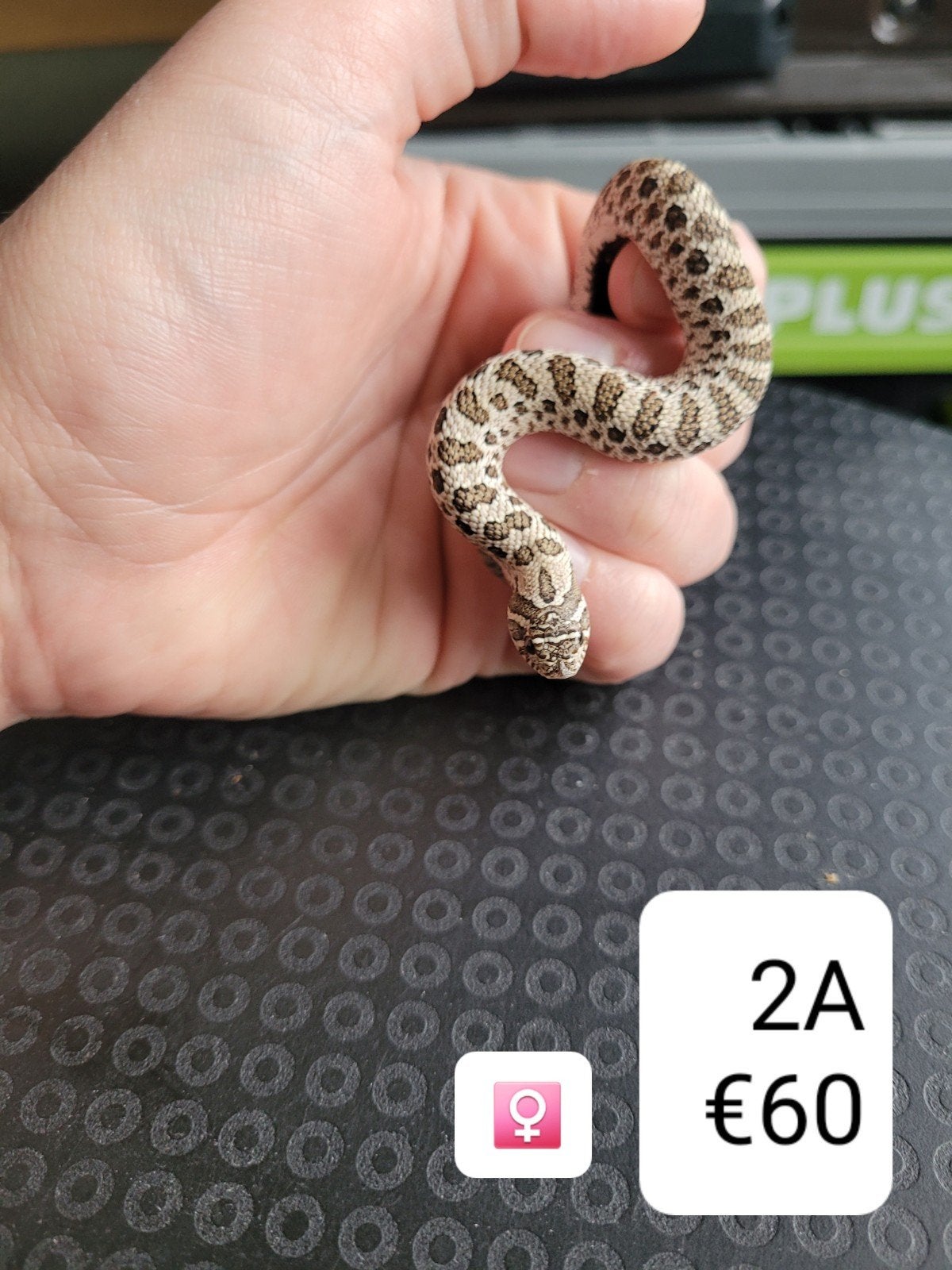 Heterodon Nasicus - Haakneusslang Hognose Snake photo 10