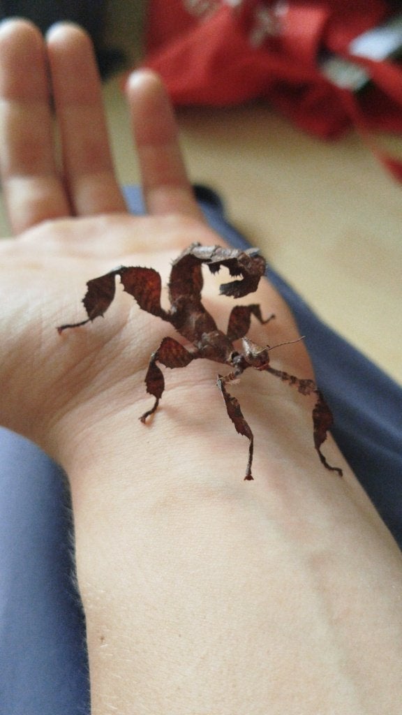 Extatosoma tiaratum - Australisch wandelend blad/ flappentak, Dieren en Toebehoren, Wandelende tak
