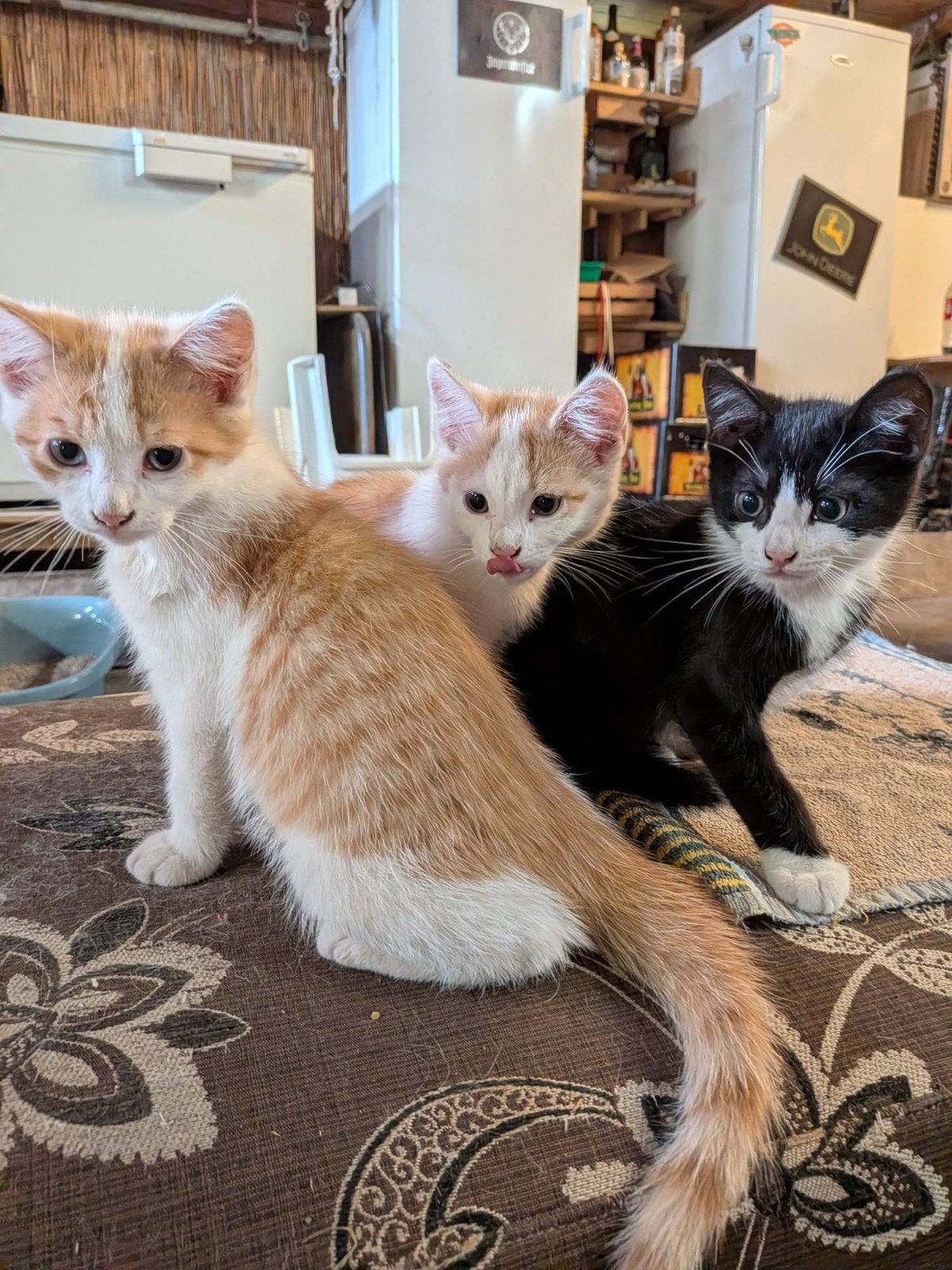 2 lieve katertjes te koop!, Dieren en Toebehoren, Katten en Kittens | Overige Katten, Kater