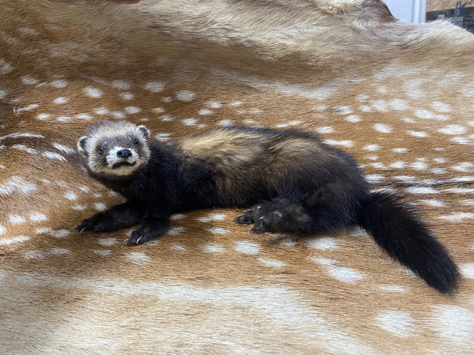 Opgezette bunzing, Ophalen of Verzenden, Nieuw, Wild dier, Opgezet dier