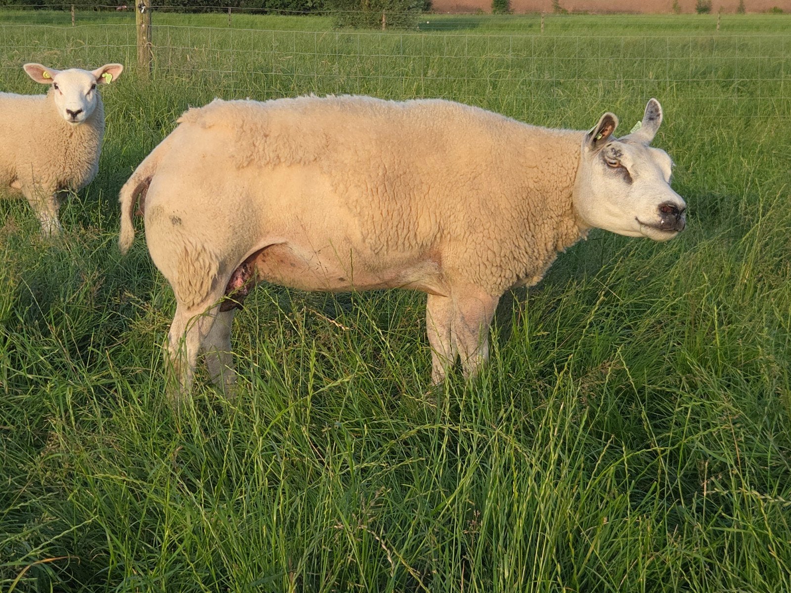 Stamboek texelaar fokooien, Vrouwelijk, Schaap