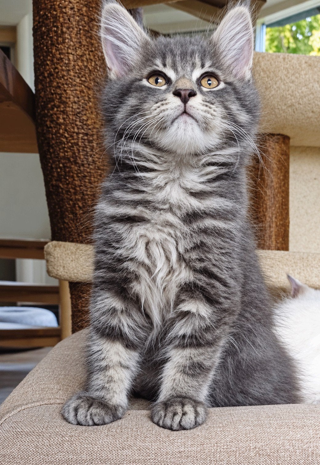 prachtig Maine Coon kittens met stanboom, Meerdere dieren, Met stamboom, 0 tot 2 jaar