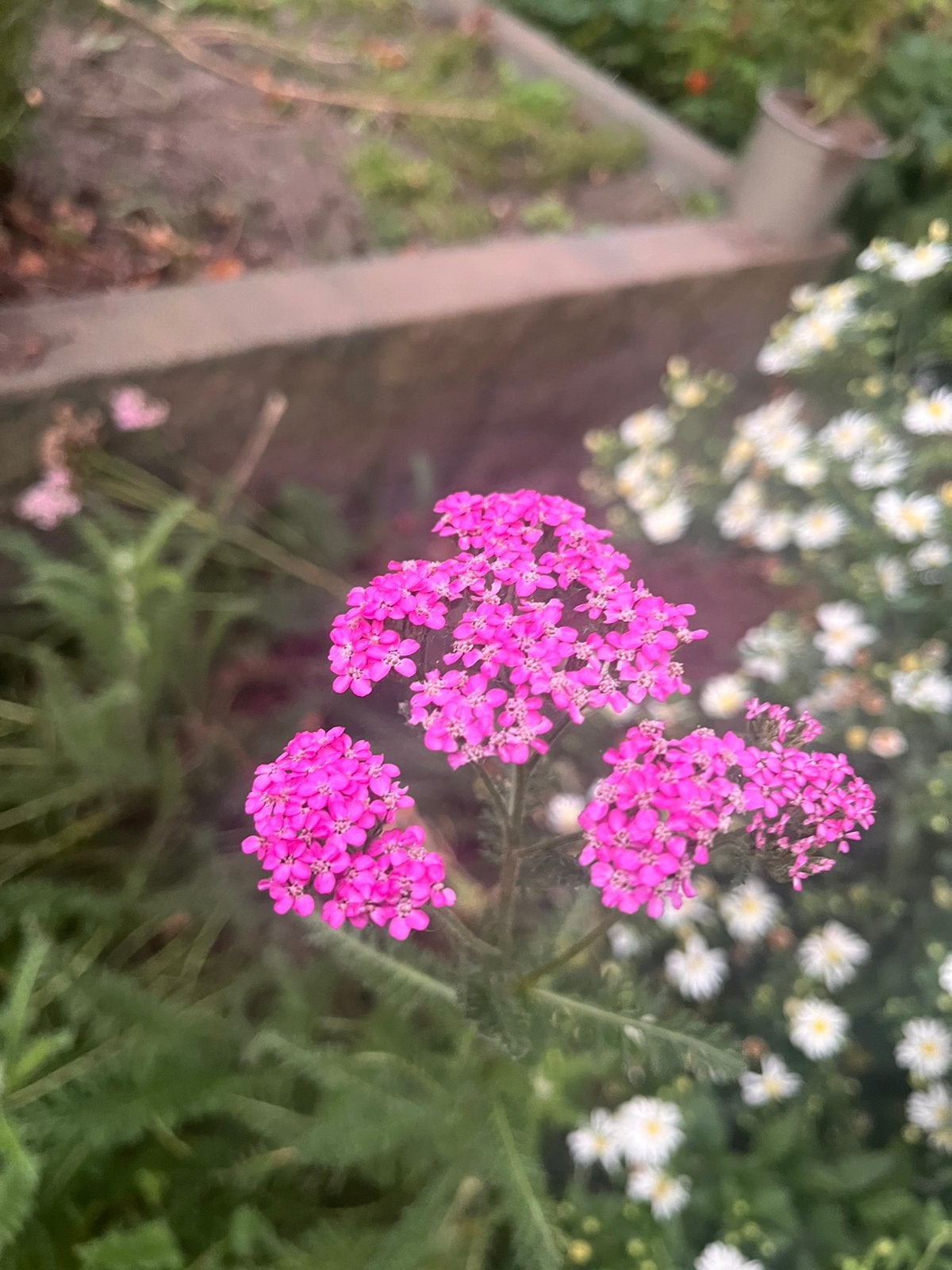 Verschillende planten aangeboden, Ophalen of Verzenden, Overige soorten, Volle zon