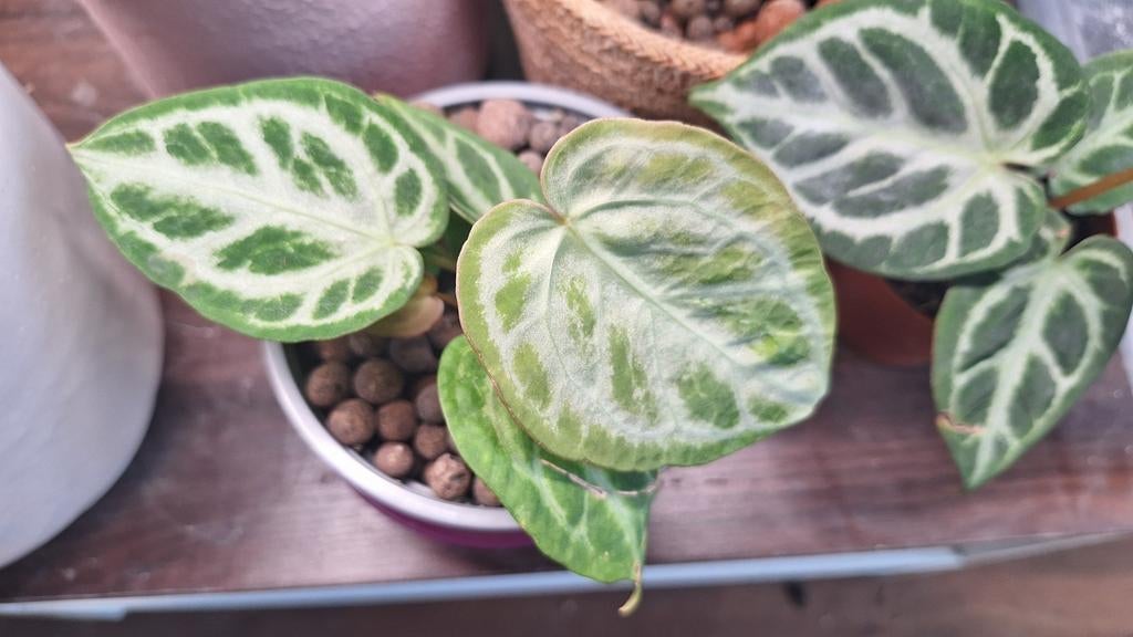Anthurium Super Silver Blush in hydrokorrels, Ophalen of Verzenden