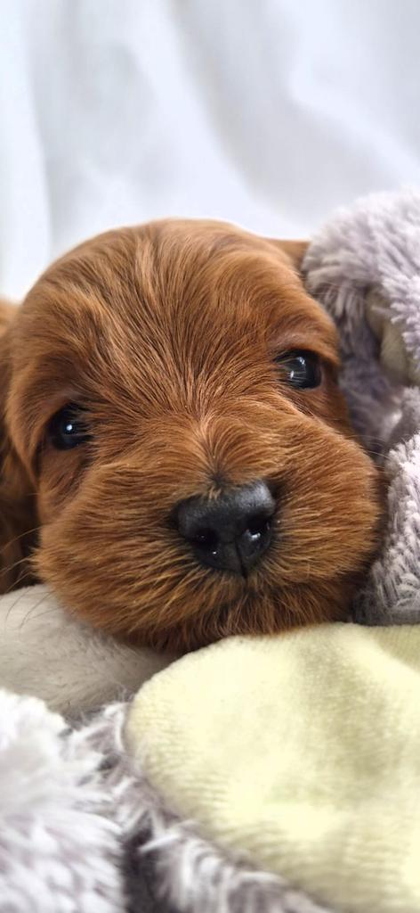 Pure AL labradoodle pups, 8 tot 15 weken, Parvo, Meerdere dieren, Eén hond