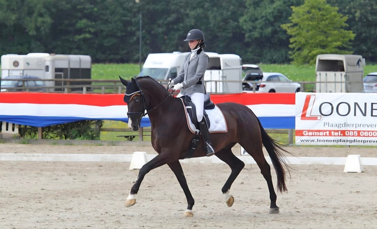 Prachtige zwartbruine ruin te koop, Ruin, 170 tot 175 cm, Recreatiepaard, 11 jaar of ouder