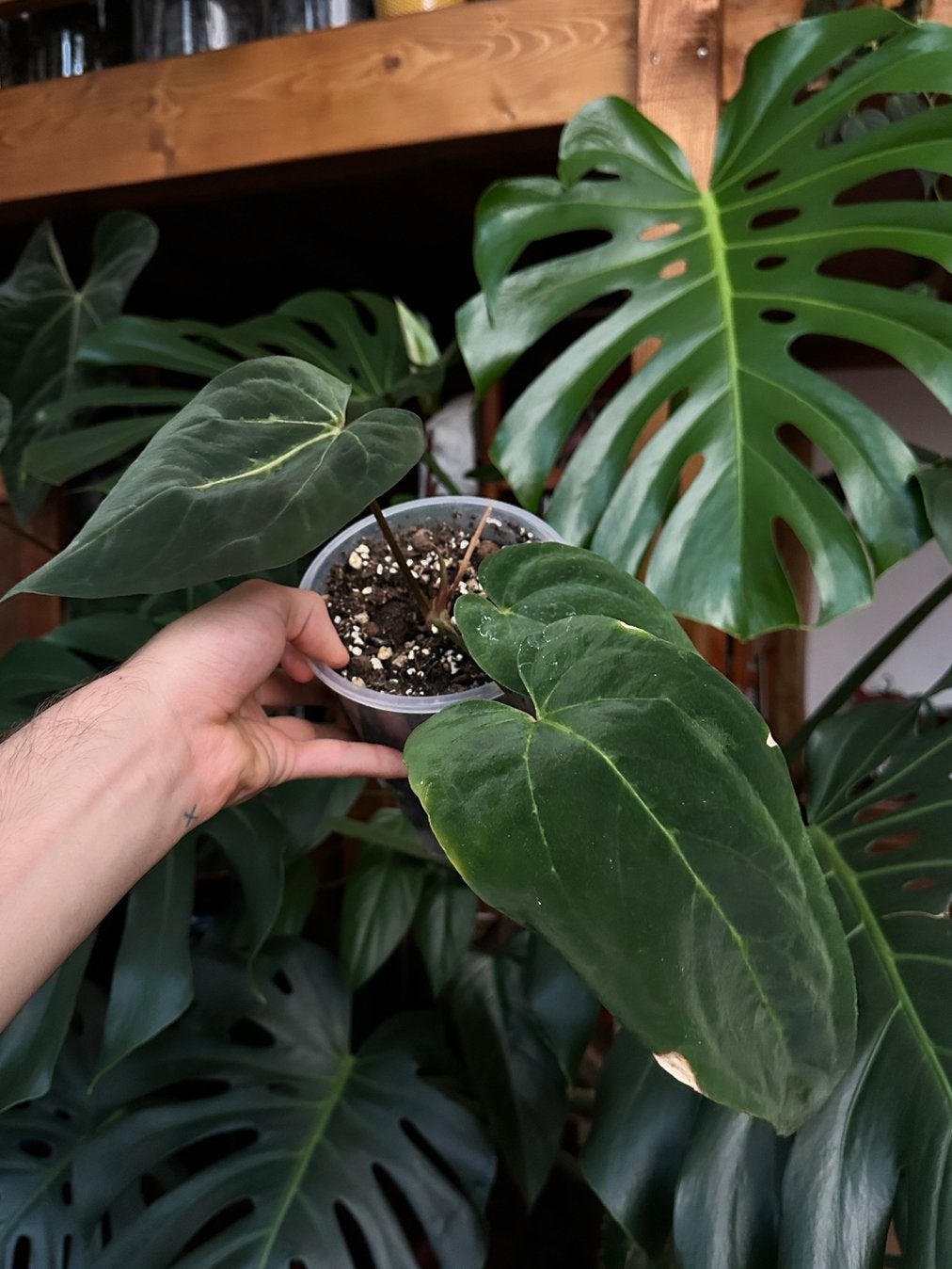Anthurium dressleri x blue papillilaminum (kneusje), Ophalen, Volle zon, Minder dan 100 cm