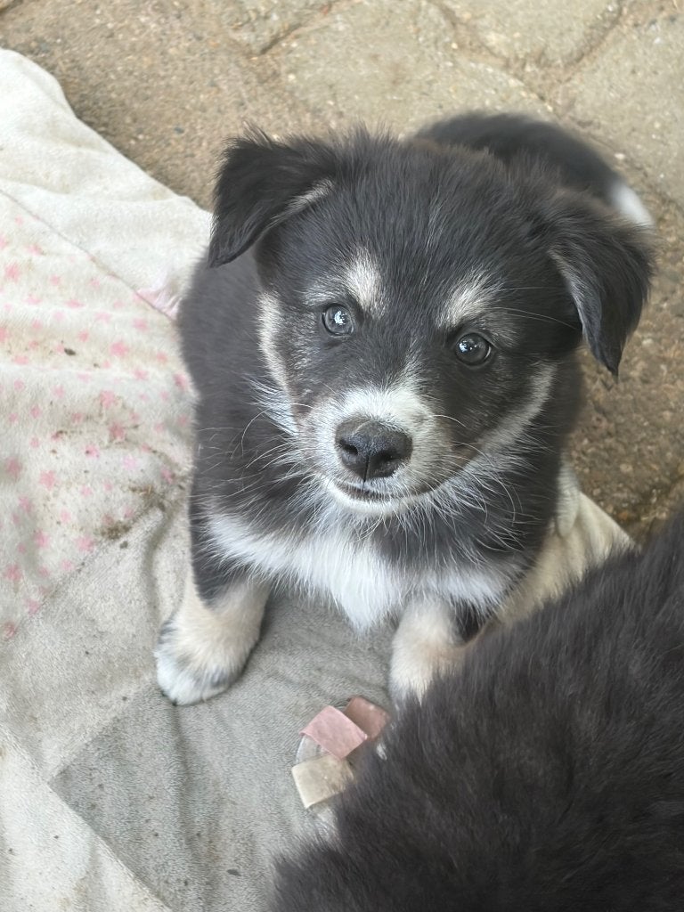 Nog  2 Pomsky pups -MOGEN VERHUIZEN, Parvo, 8 tot 15 weken, Poolhond, Meerdere