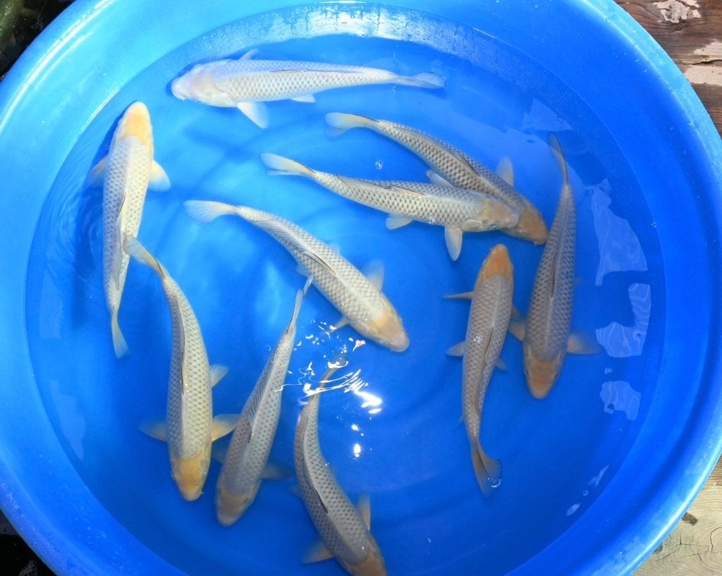 Uw dealer voor de mooiste Japanse koi, Karper of Koi