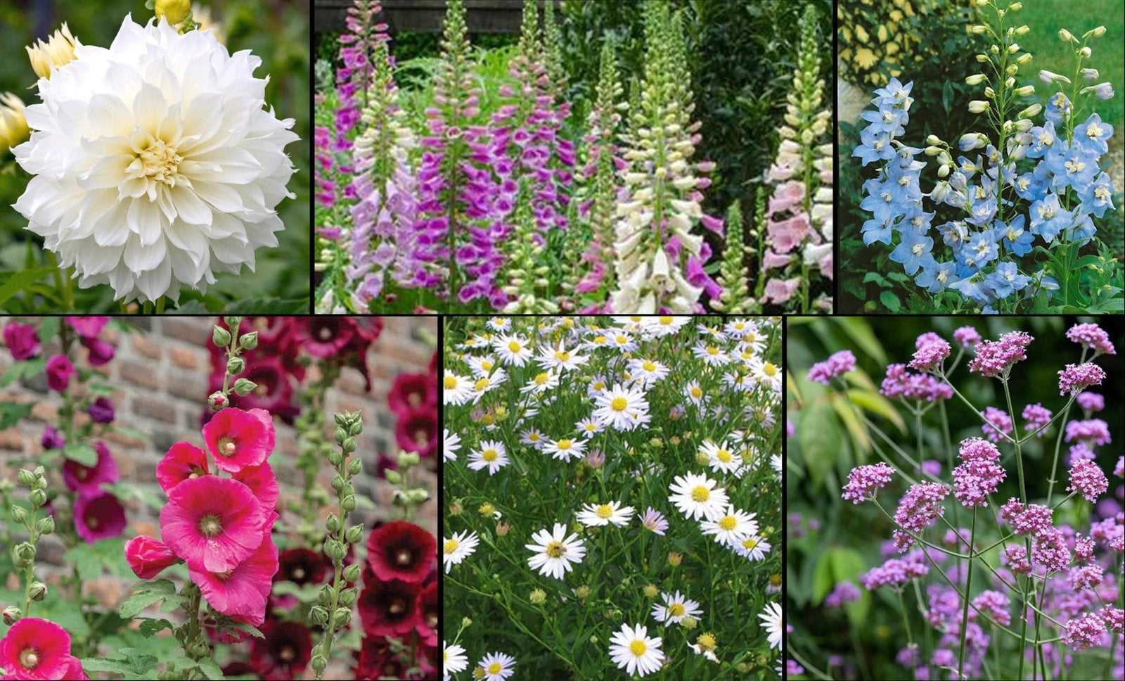 Prachtige planten, goedkoop, Tuin en Terras, Ophalen, Overige soorten, Volle zon