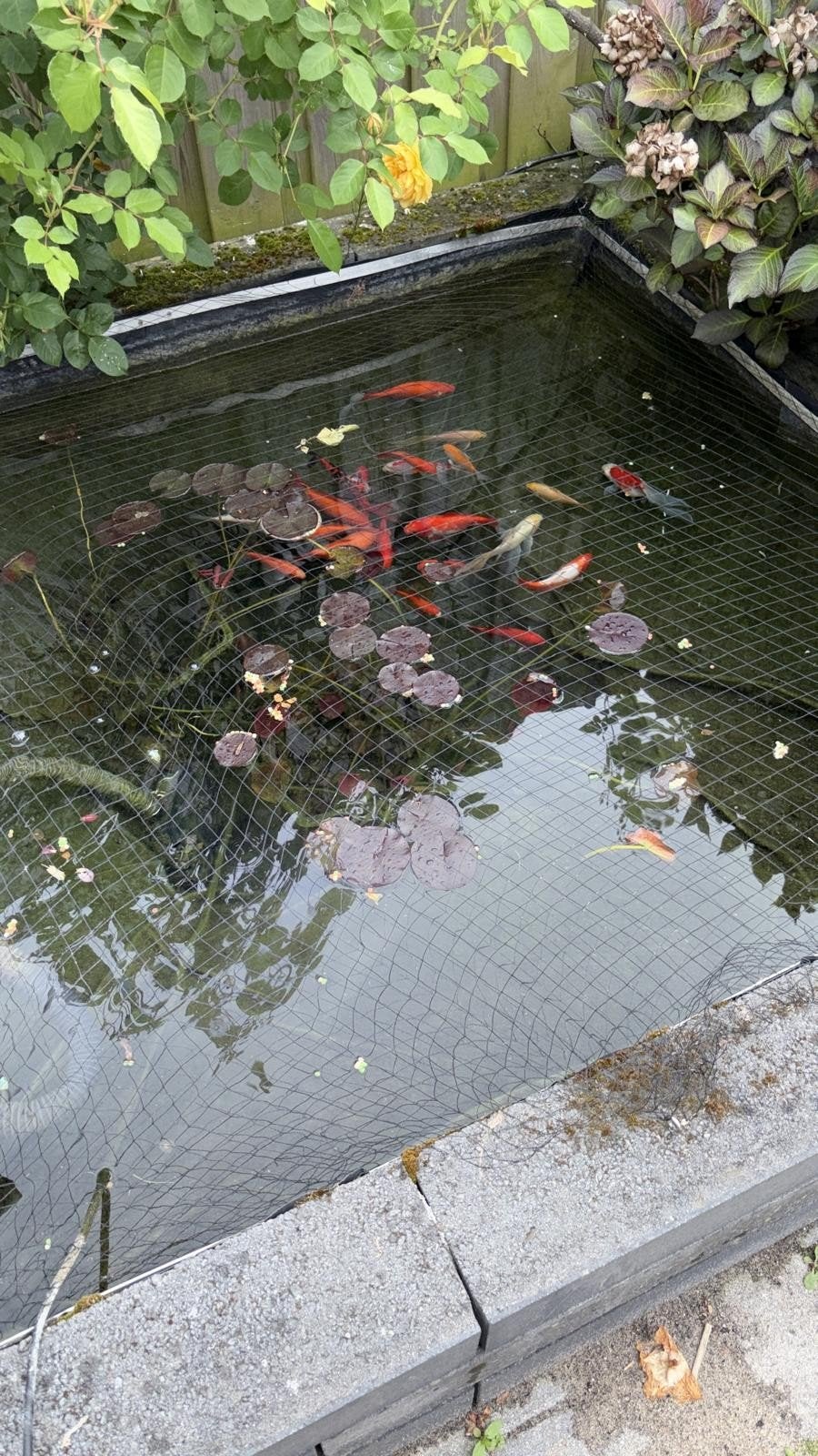 vijvervissen, Dieren en Toebehoren, Goudvis(sen)
