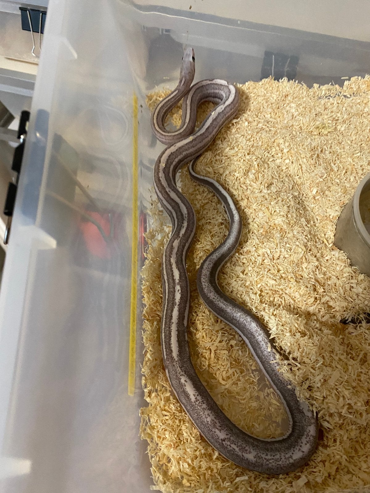 Haakneuzen en korenslangen Corn Snake photo 11