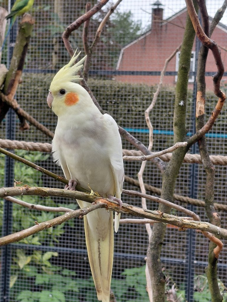 Valkparkiet, Dieren en Toebehoren, Vrouwelijk, Parkiet, Geringd