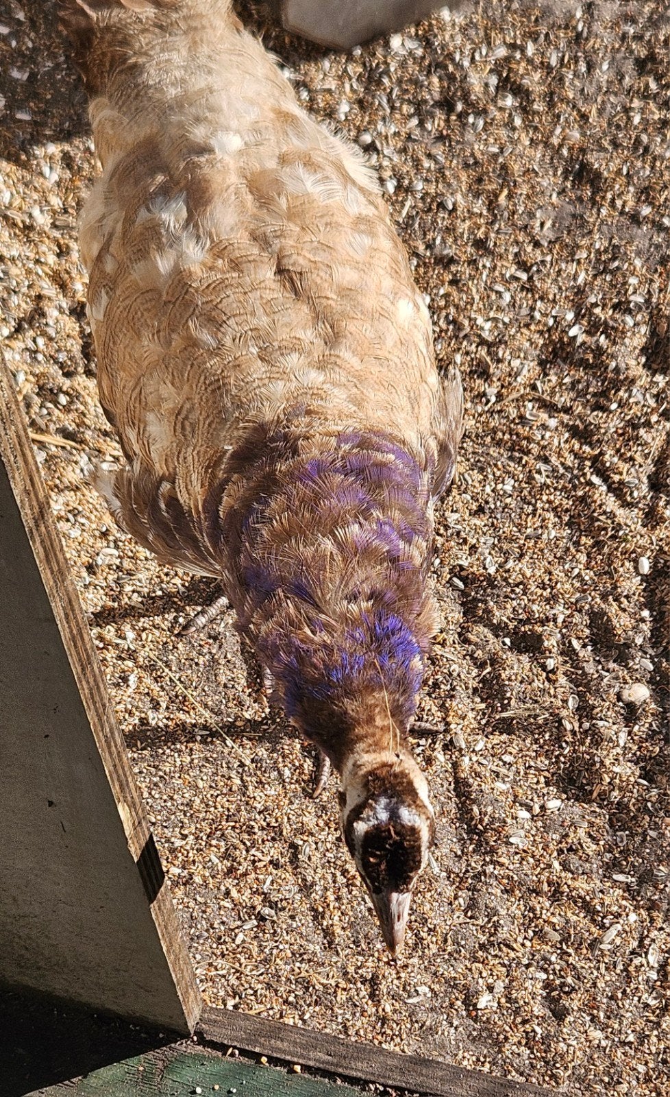 Mooie Violet pauwhaan!, Dieren en Toebehoren