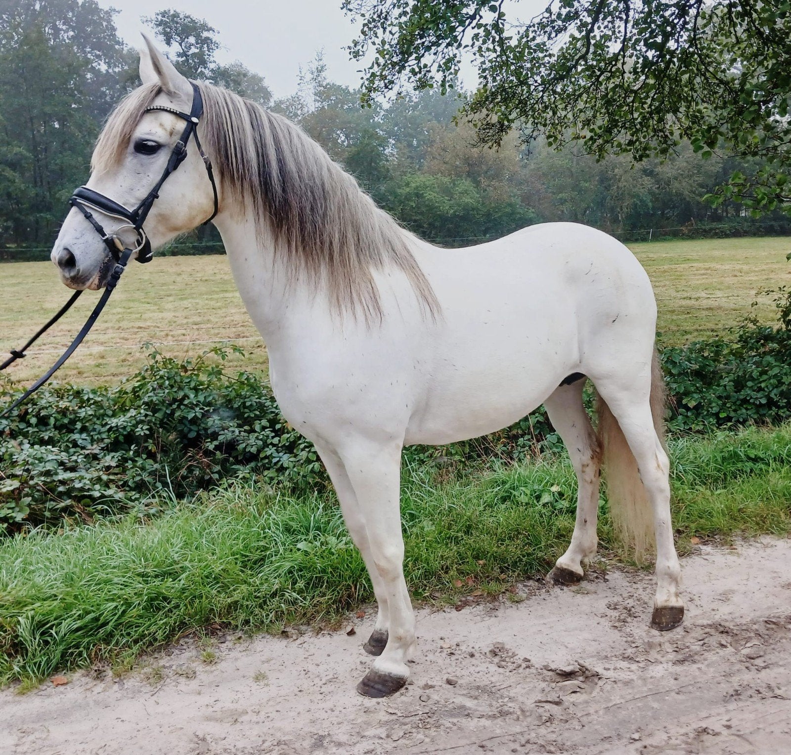 Super lieve D-pony merrie, Merrie, Minder dan 160 cm, Recreatiepaard, 11 jaar of ouder
