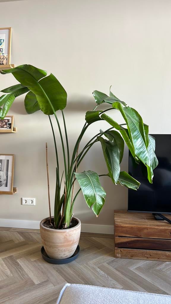 strelitzia + pot 150cm hoog, Ophalen, Halfschaduw