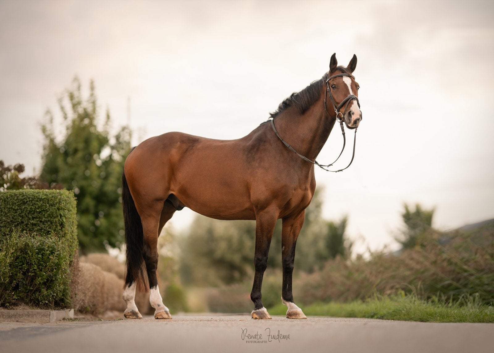 Ervaren springpaard Contendro 1 x Burggraaf, Gechipt, Springpaard, Ruin, 170 tot 175 cm