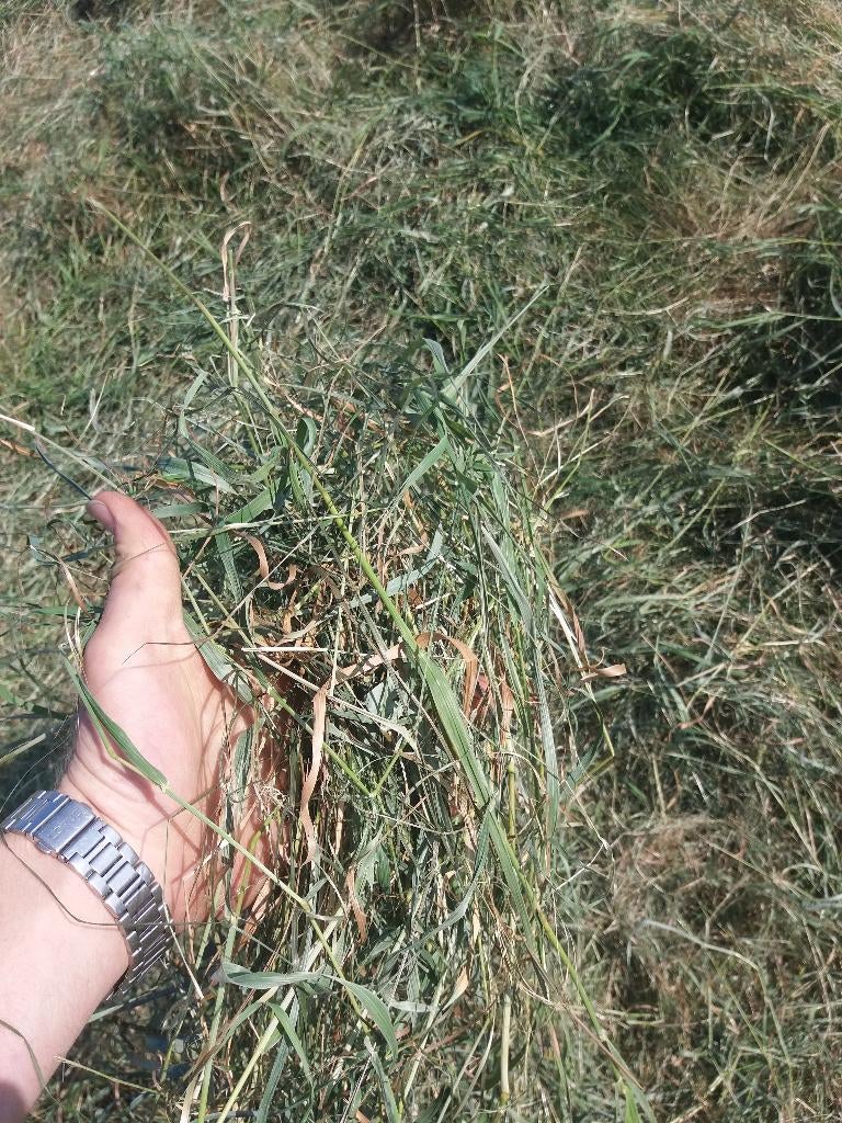 Kleine balen hooi suiker arm, Dieren en Toebehoren, Dierenvoeding, Ophalen, Vee