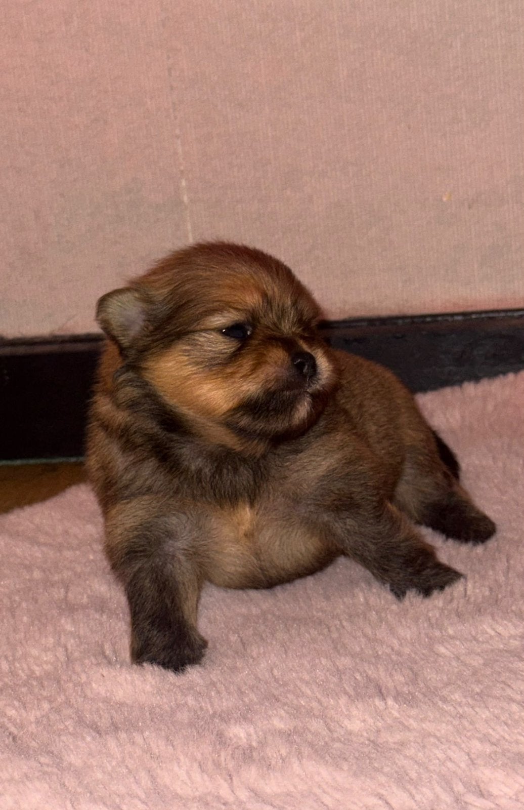 Prachtige kleine Pomeriaan pups – nog maar 2 ! - reseveren-, Keeshond, CDV (hondenziekte), 8 tot 15 weken, Meerdere dieren