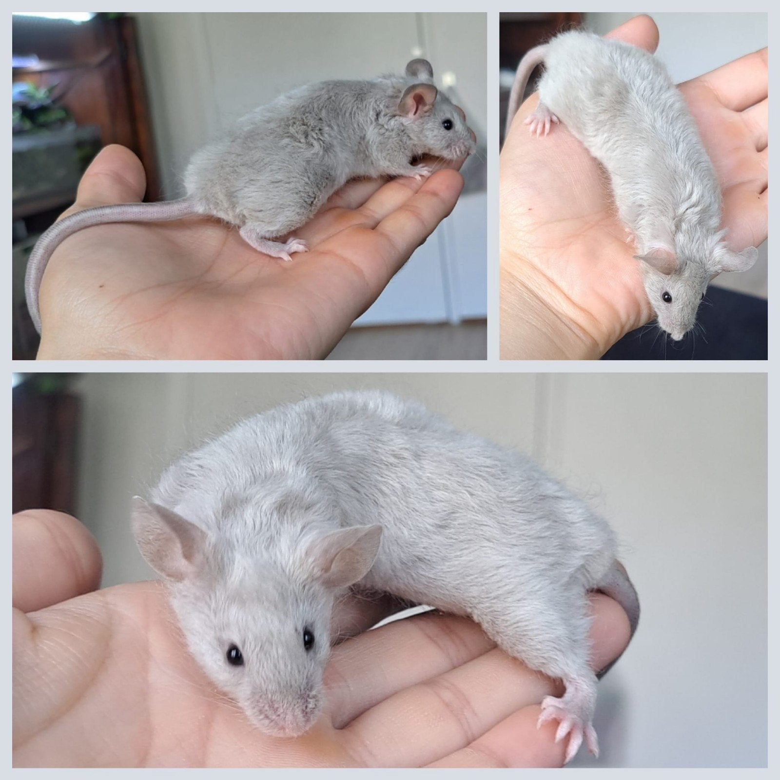 leuke Texel kleurmuizen, Dieren en Toebehoren, Juli, Vrouwelijk, Muis