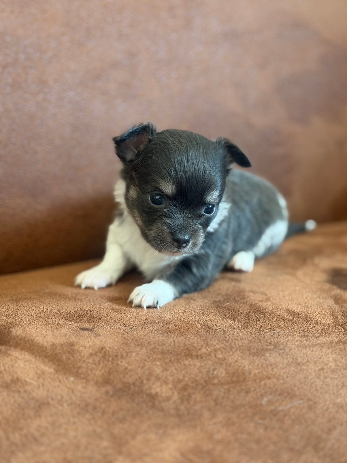 Blauwe chihuahua reutjes, Reu, 8 tot 15 weken, Parvo, Meerdere