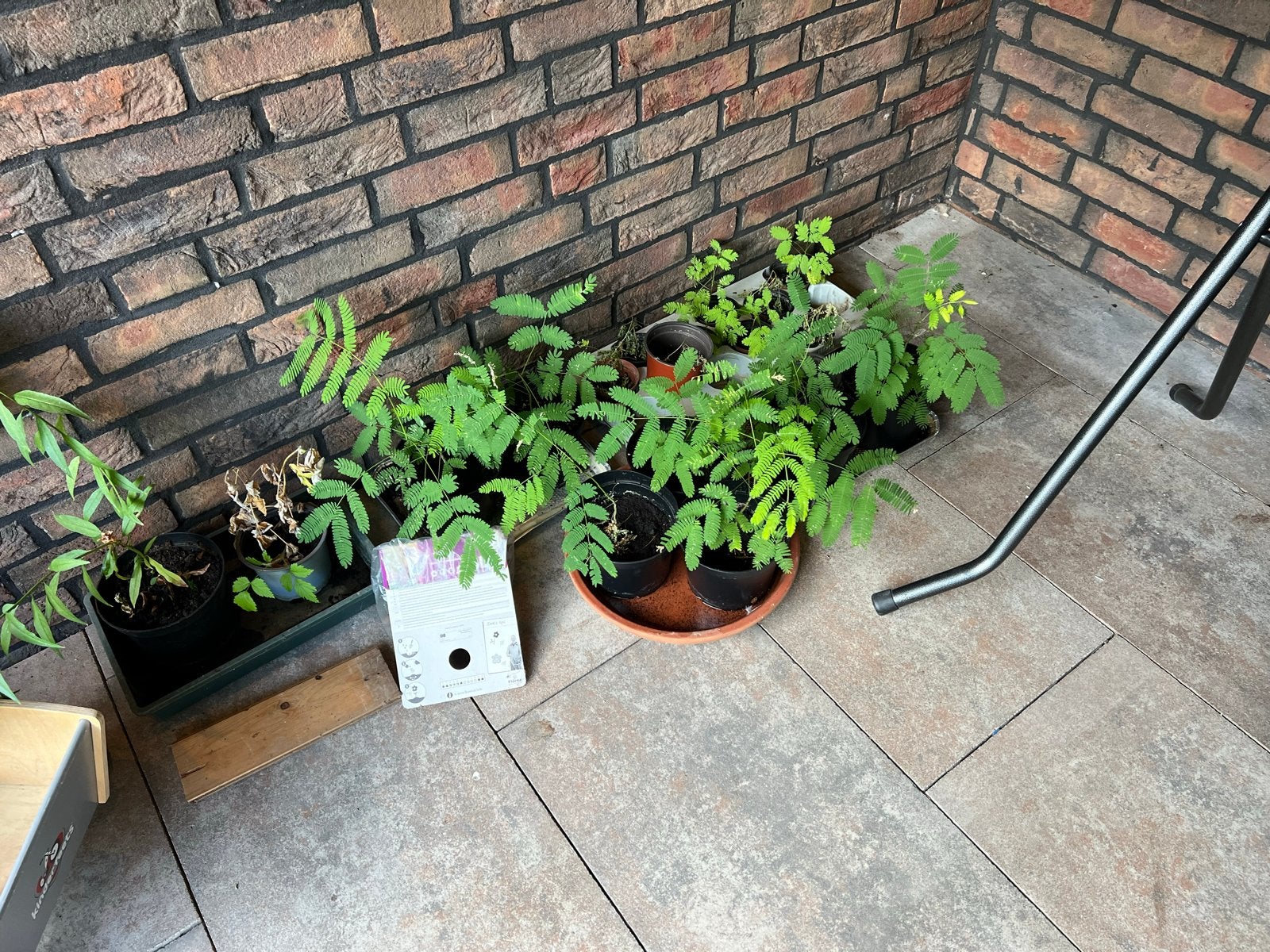 Albizia - Perzische slaapboom stekjes, Volle zon, Vaste plant, Zomer, Ophalen