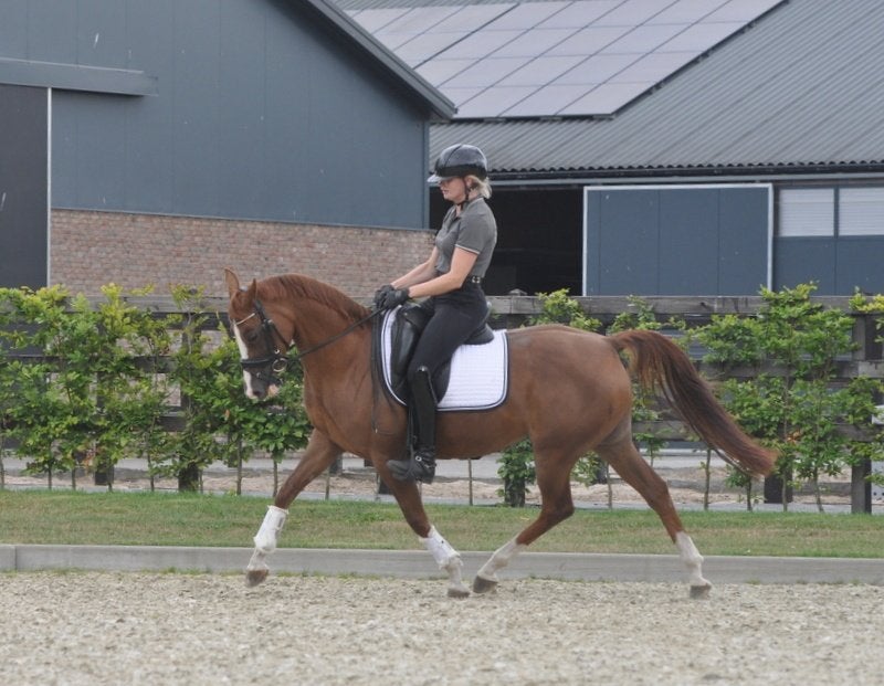 8 jarige welsh D pony, Dieren en Toebehoren, Pony's, Merrie, B, D pony (1.37m tot 1.48m), Dressuurpony, 7 tot 10 jaar, Met stamboom