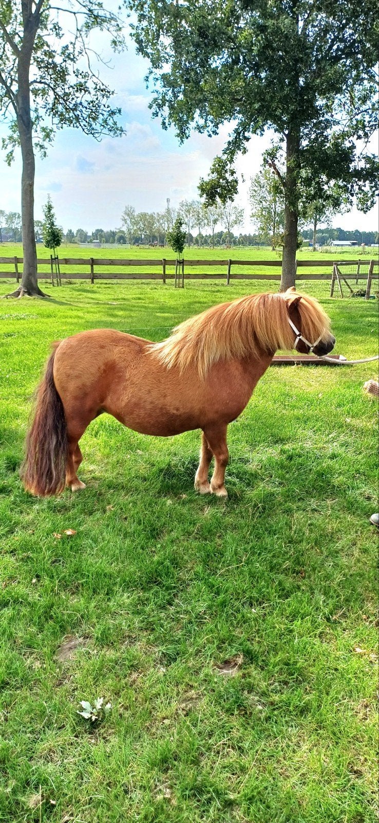 wegens aanfok meerdere shetlanders  te koop, Merrie, A pony (tot 1.17m), Met stamboom, 0 tot 2 jaar
