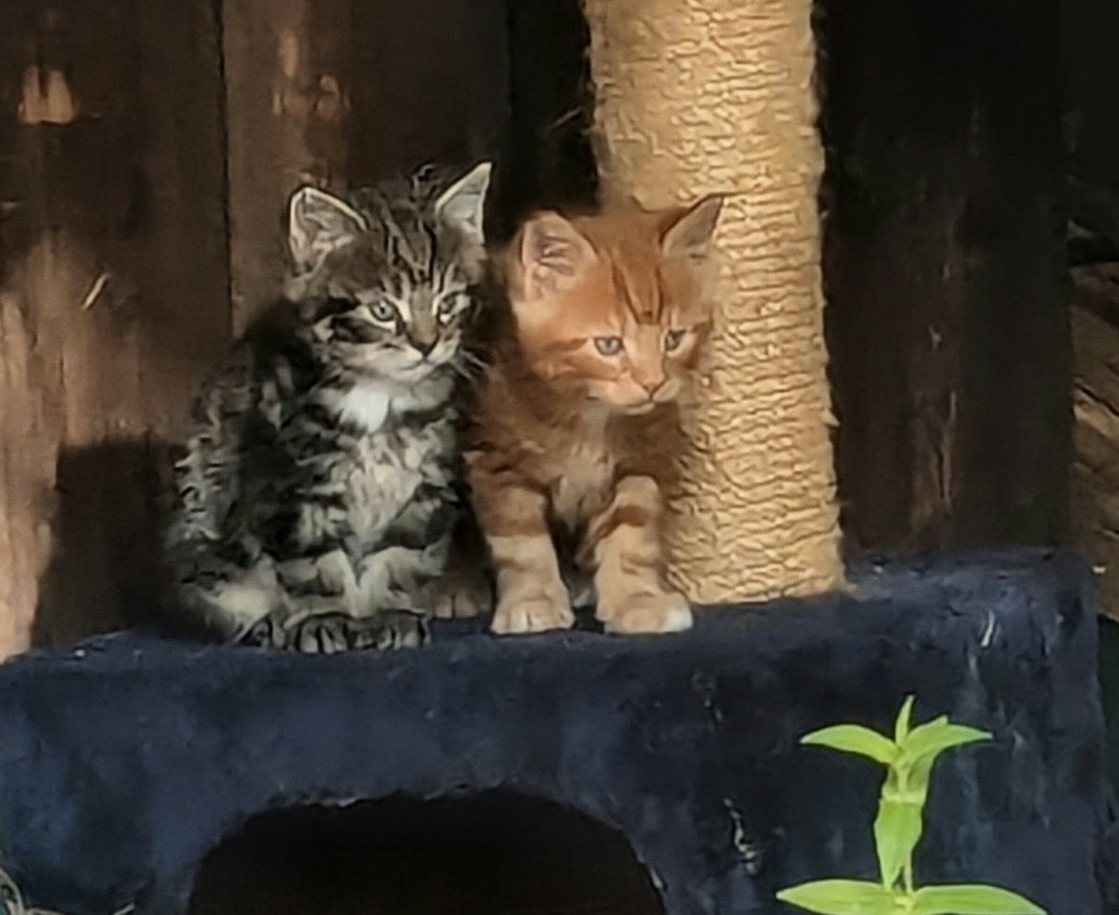 Boerderij kittens zoeken liefdevol huisje, Meerdere dieren, Kortharig, 0 tot 2 jaar