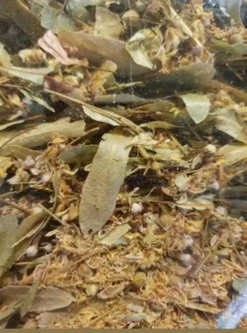 Biologische lindebloesem (gedroogd), zakje 50g, Ophalen of Verzenden