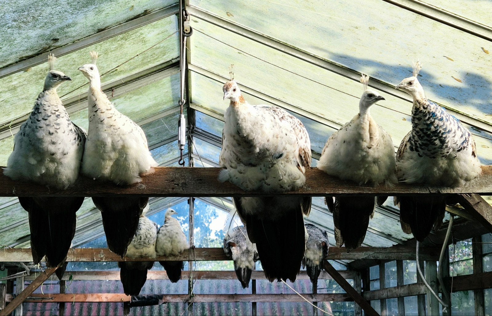 Zwartvleugel pauwen, Meerdere dieren, Overige soorten