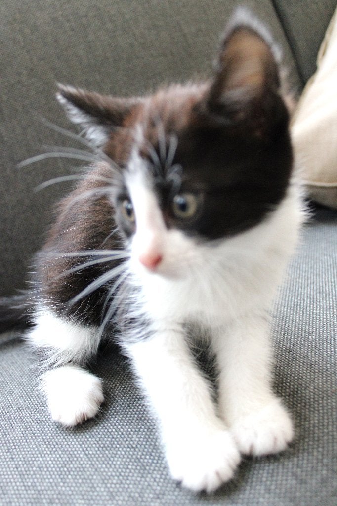 nog 1 schattige kitten (katertje), Meerdere dieren, Kortharig, 0 tot 2 jaar