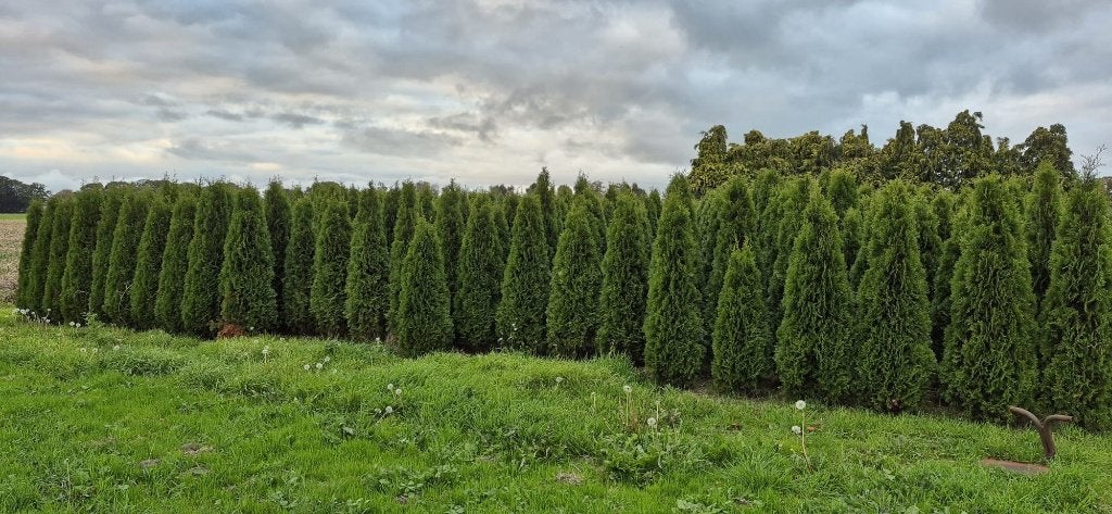 Thuja 'Brabant' en Thuja 'Smaragd'  zelf uitspitten € 5,00, Ophalen, Conifeer, Haag, 100 tot 250 cm