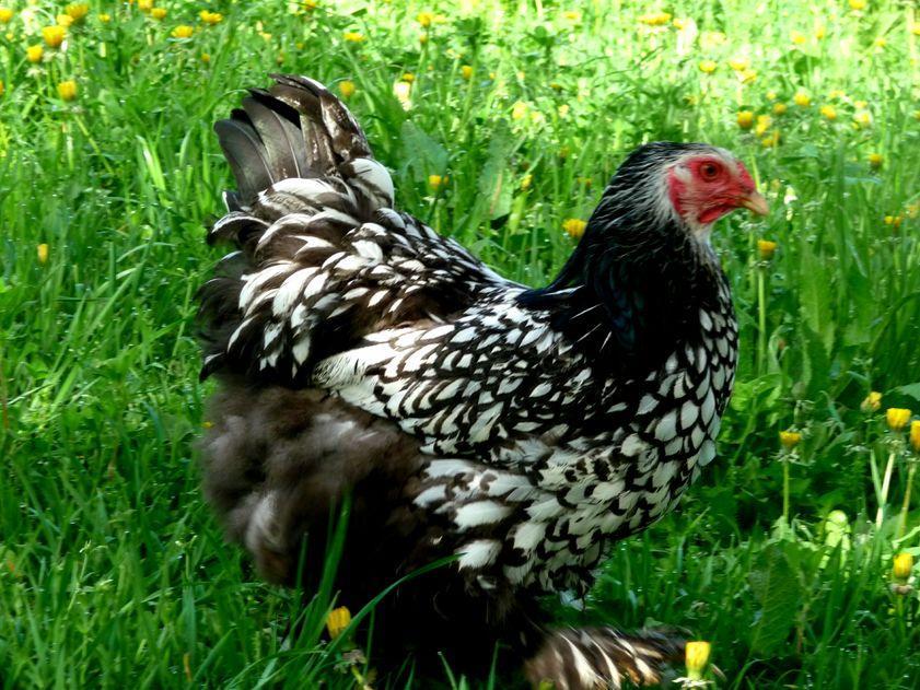 Brahma broedeieren zilver zwart gezoomd, Verzenden, Nieuw, Kippenhok of Kippenren