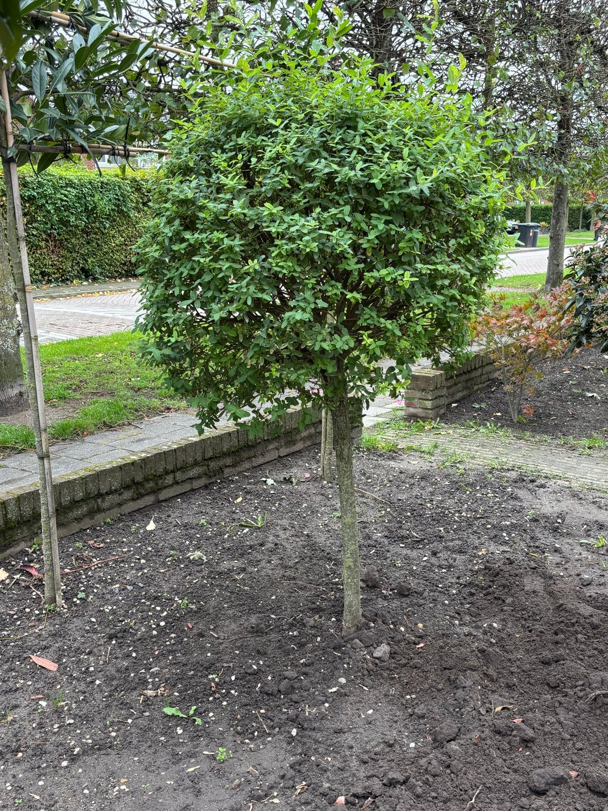Bonte Wilg Salix - Bolboom, Tuin en Terras, Lente, Minder dan 100 cm, Ophalen, Volle zon