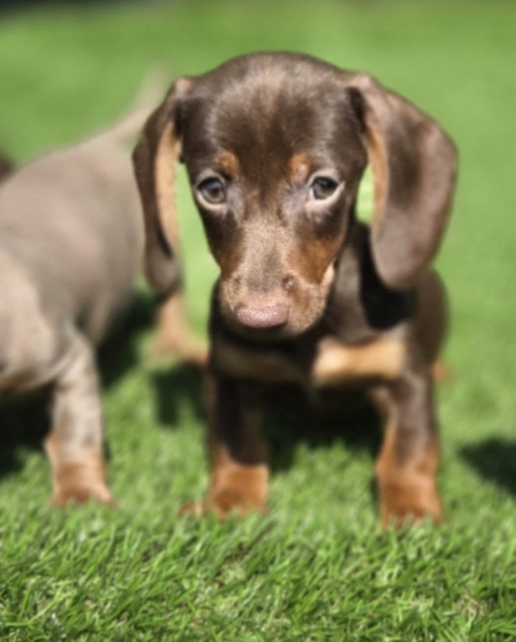 Te koop mooie Kortharige Dwerg Teckel pups (Tekkel), Dieren en Toebehoren, Honden | Teckels en Dashonden, Parvo, Nederland, 8 tot 15 weken