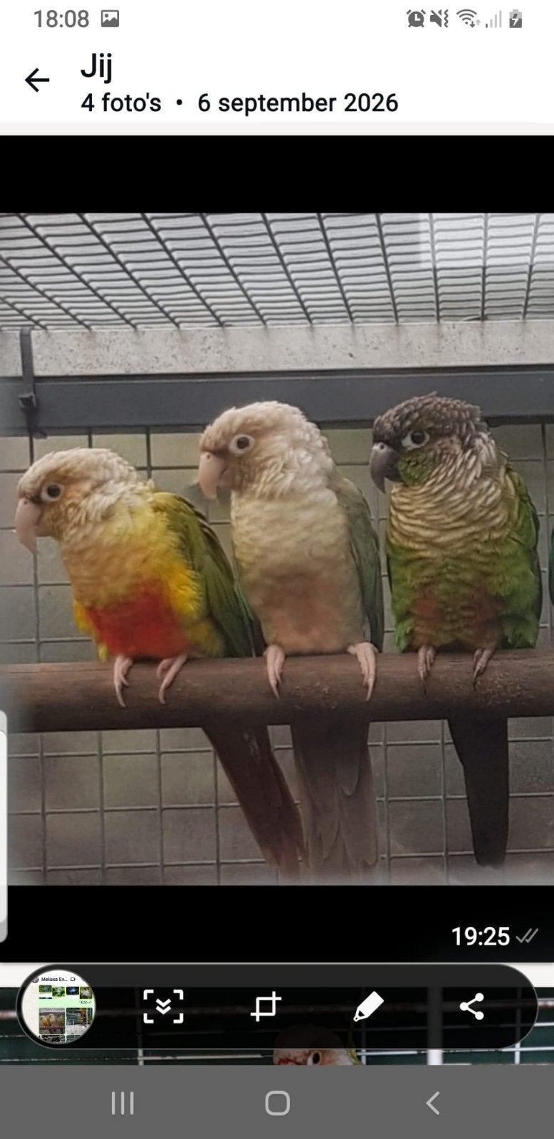 pyrrhura koppel, Dieren en Toebehoren, Meerdere dieren, Parkiet