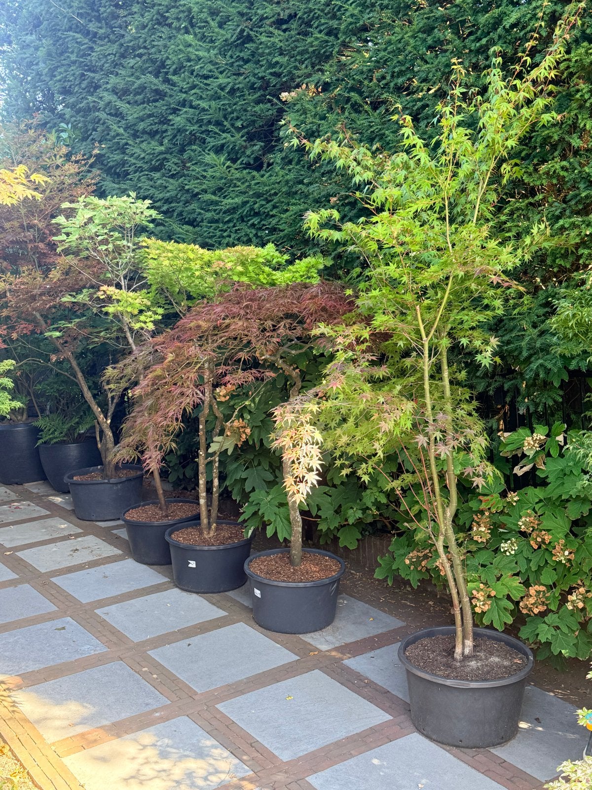 Japanse Esdoorn (Acer palmatum) - Diverse Variëteiten, Vaste plant, Bloeit niet, Halfschaduw, Ophalen