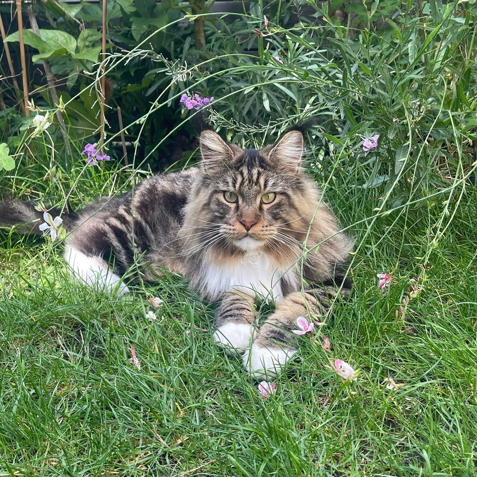 Kater Guus 2 jaar en knuffelaar, Kater