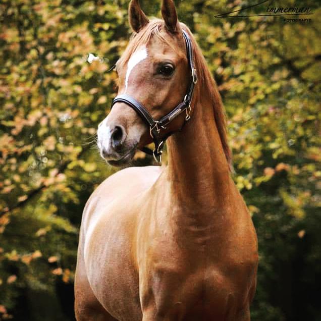 Super brave merrie, Dieren en Toebehoren, Pony's, Merrie, Met stamboom, Dressuurpony, L