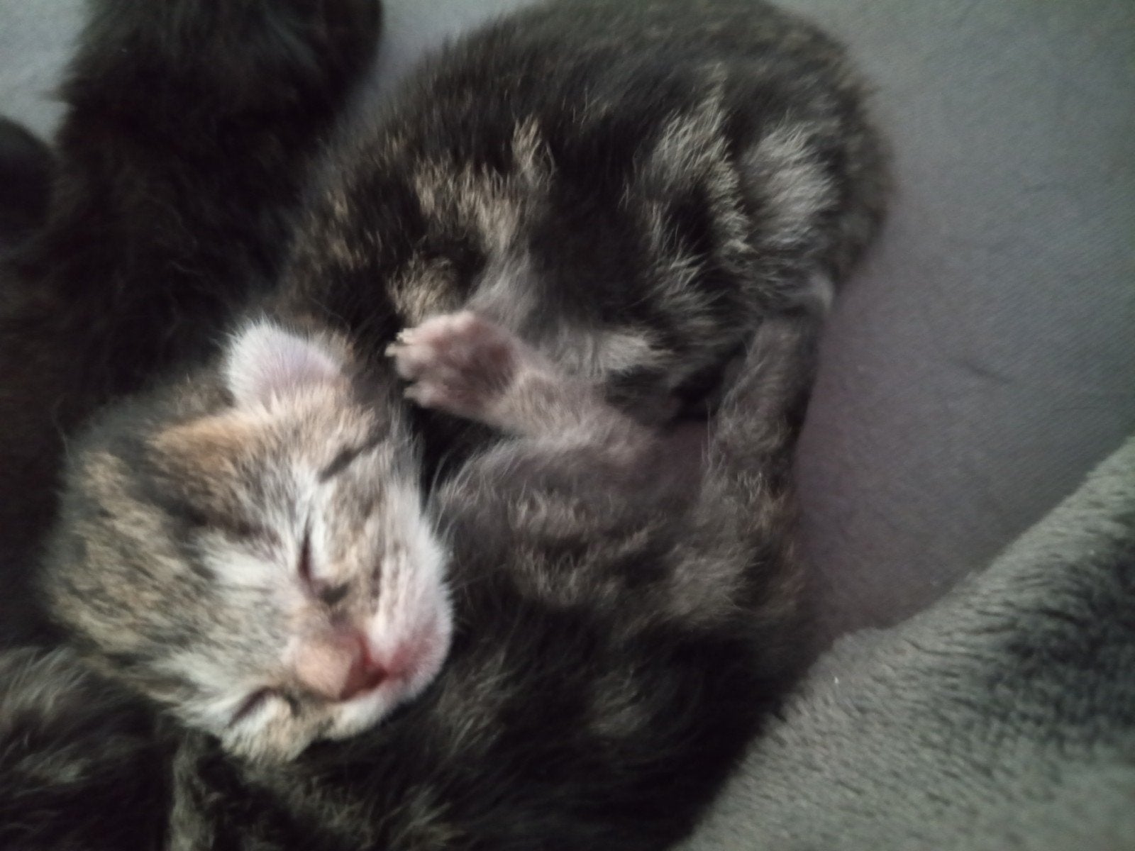 Kittens aangeboden, Meerdere dieren