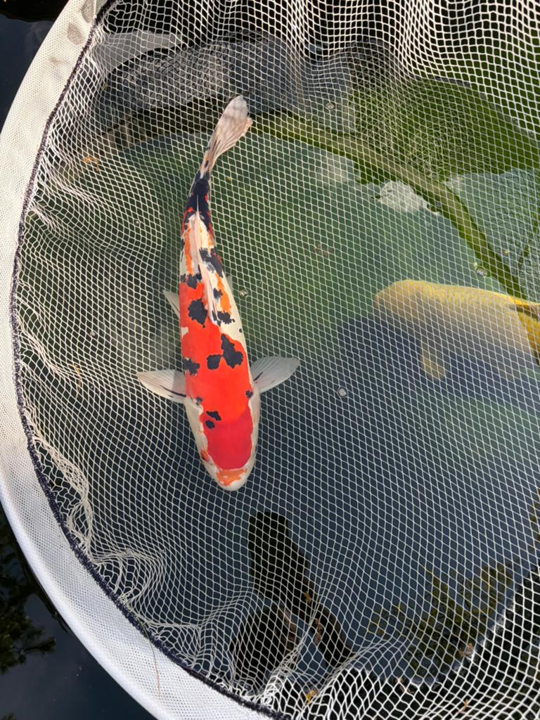 Doitsu Sanke, Dieren en Toebehoren, Karper of Koi