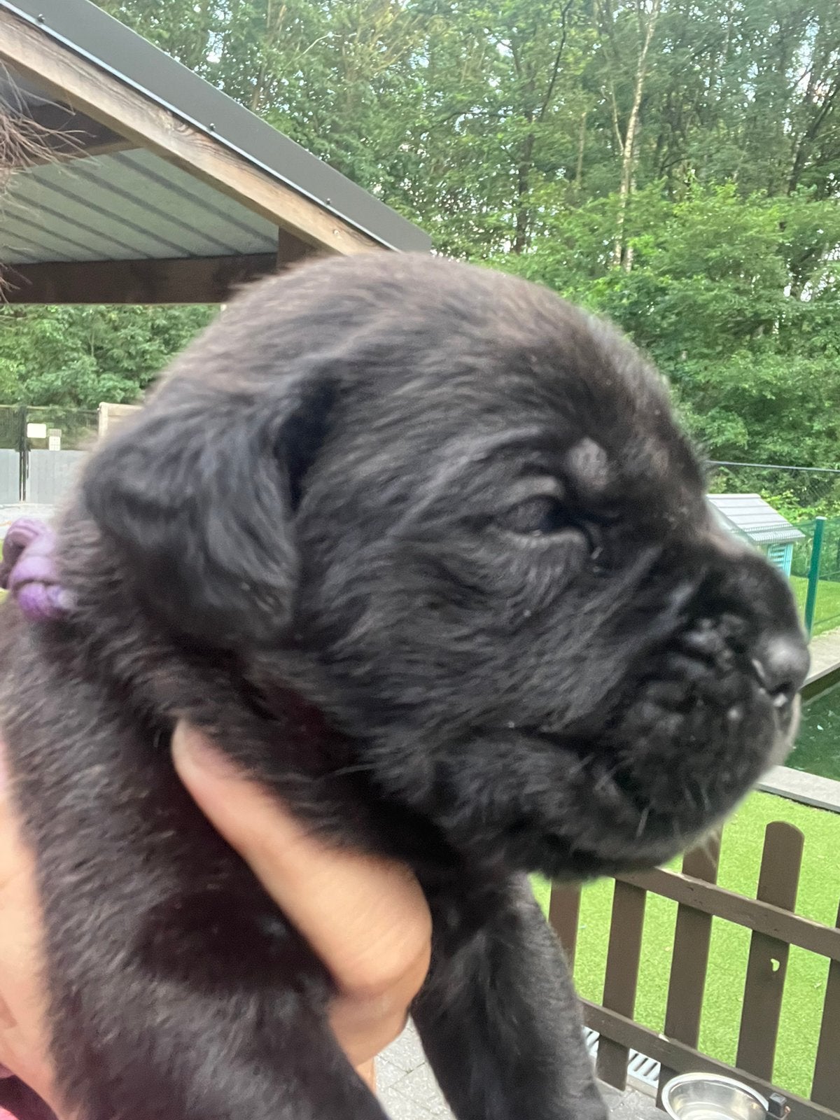 Cane corso pups met stamboom, België, Overige rassen, 8 tot 15 weken, Parvo