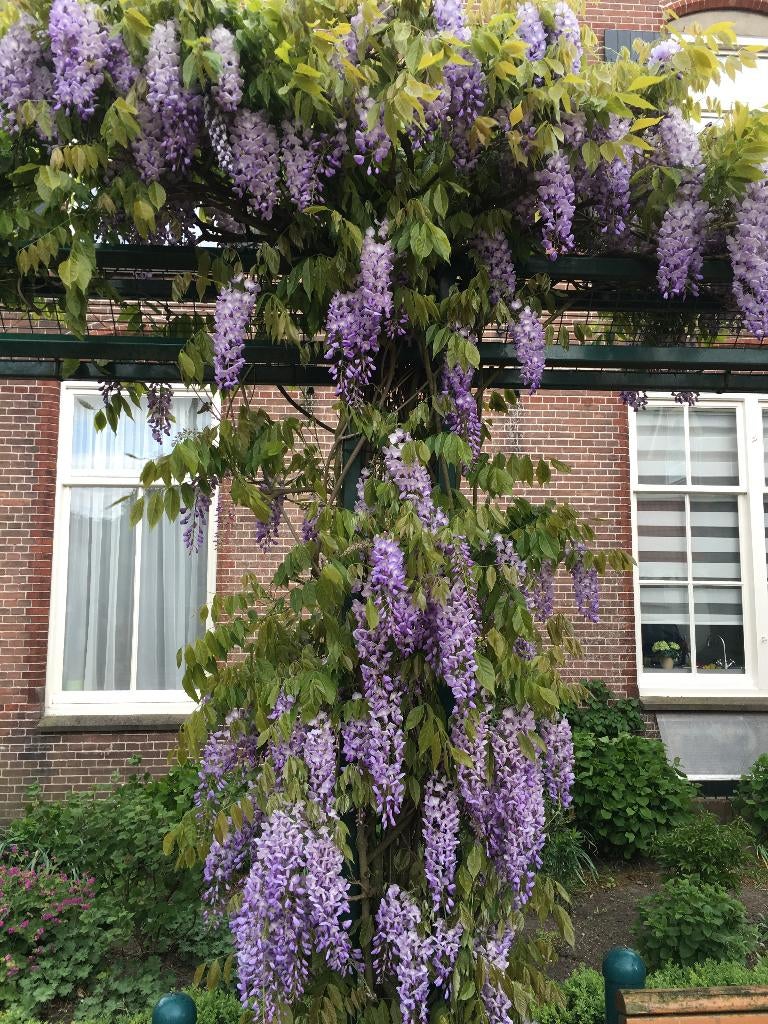 Aanbieding: Blauwe Regen met (bloem)knoppen 150-175 cm hoog!, Volle zon, Vaste plant, Ophalen of Verzenden, Klimplanten