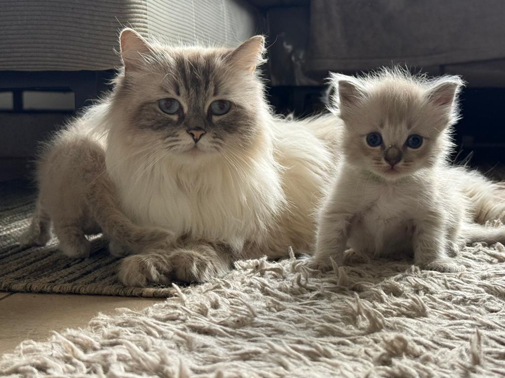 Super lieve Ragdoll kittens - met de fles groot gebracht 💞, Dieren en Toebehoren, Katten en Kittens | Raskatten | Langhaar, Meerdere dieren