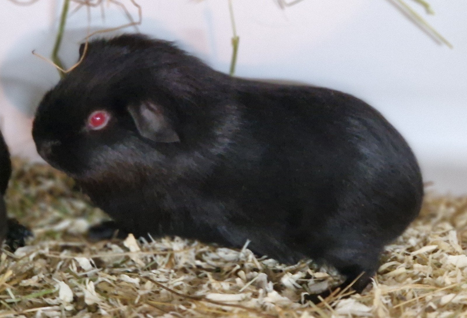 cavia gladhaar beer, Dieren en Toebehoren, Cavia, Mannelijk, December, Tam