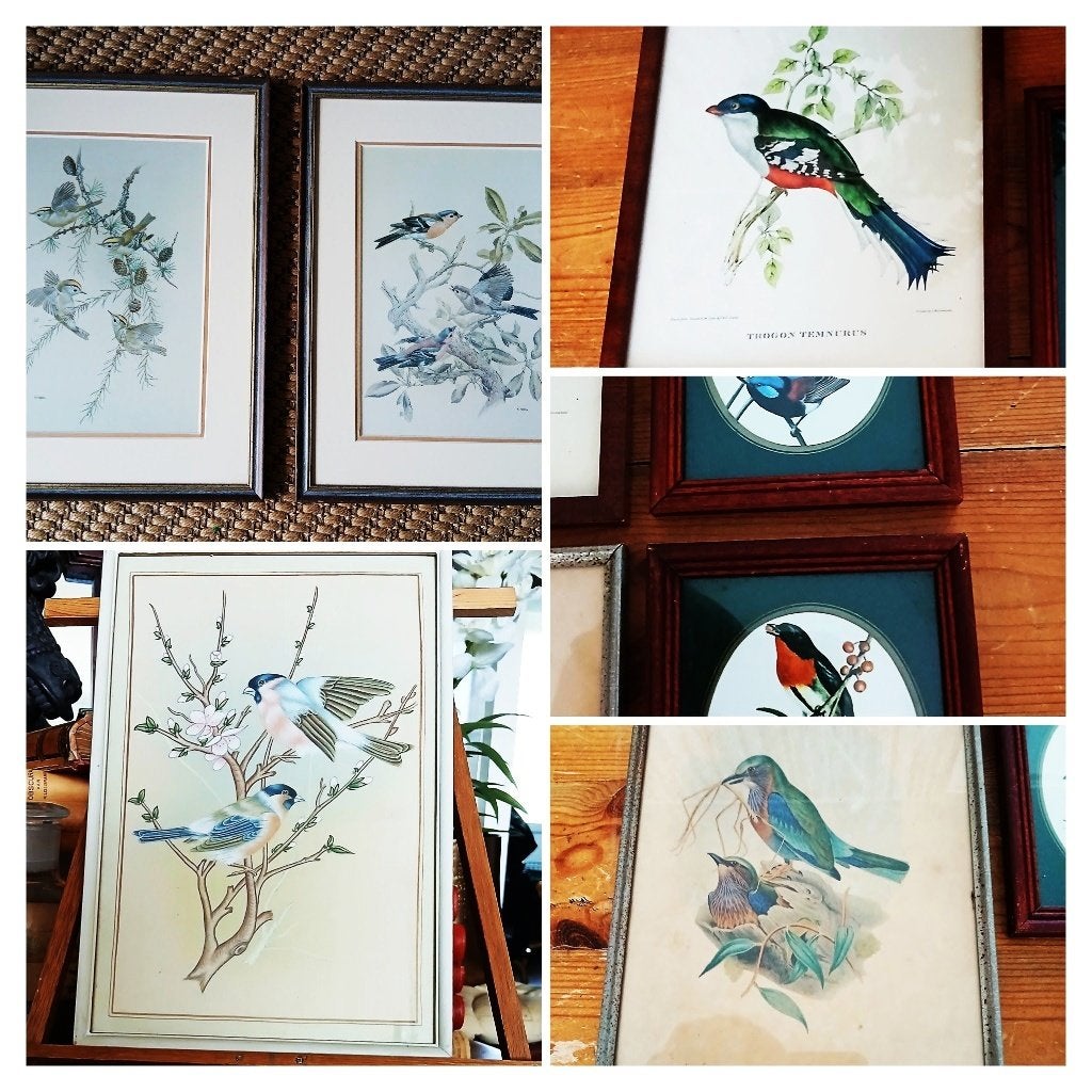 Vintage prenten van vogels achter glas ingelijst, Ophalen of Verzenden