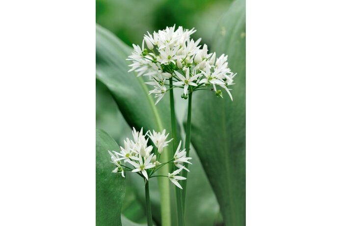 Knolletjes Daslook (Allium ursinum) - inheemse knoflook ., Ophalen of Verzenden, Najaar, Volledige schaduw, Knol